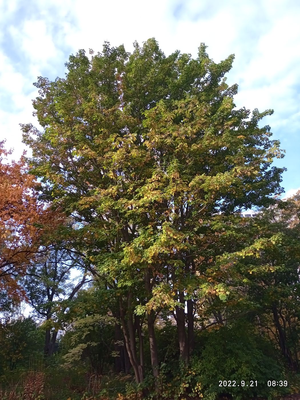 Image of Acer campestre specimen.