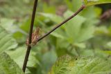 Filipendula camtschatica. Основание листа. Камчатский край, Елизовский р-н, природный парк \"Вулканы Камчатки\", окр. кордона Центральный, опушка каменноберёзового леса, берег ручья. 21.08.2022.