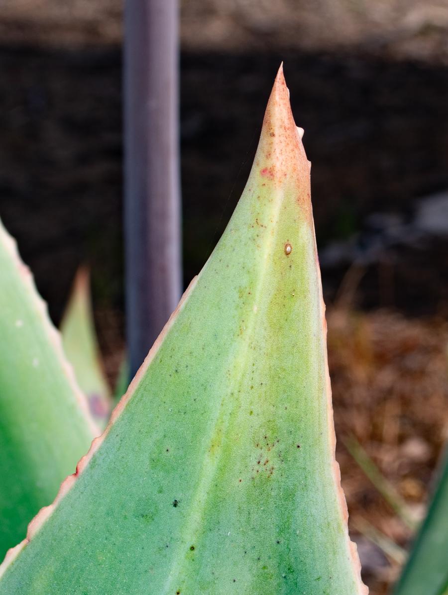 Изображение особи Aloe striata.