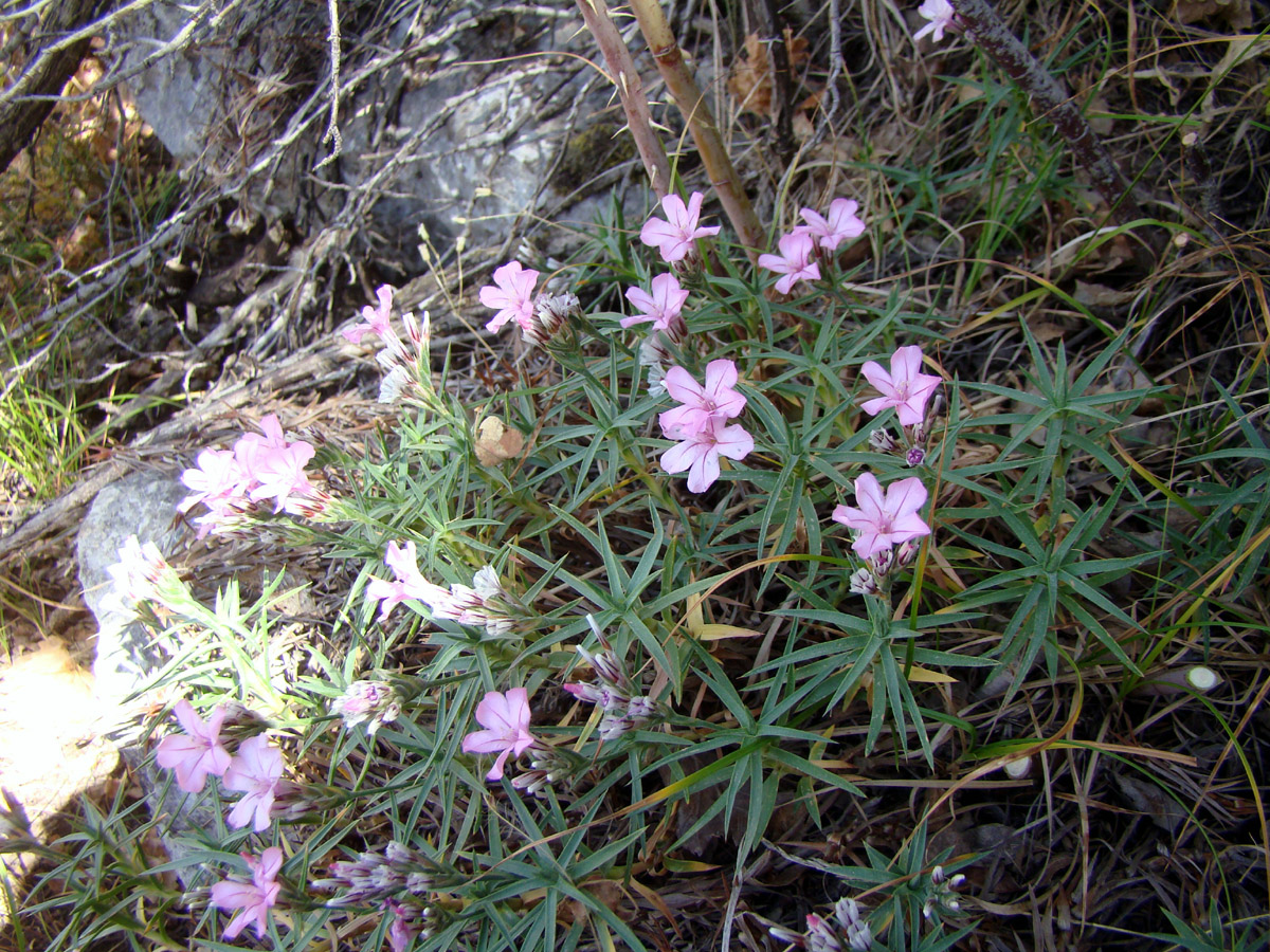 Image of Acantholimon katrantavicum specimen.