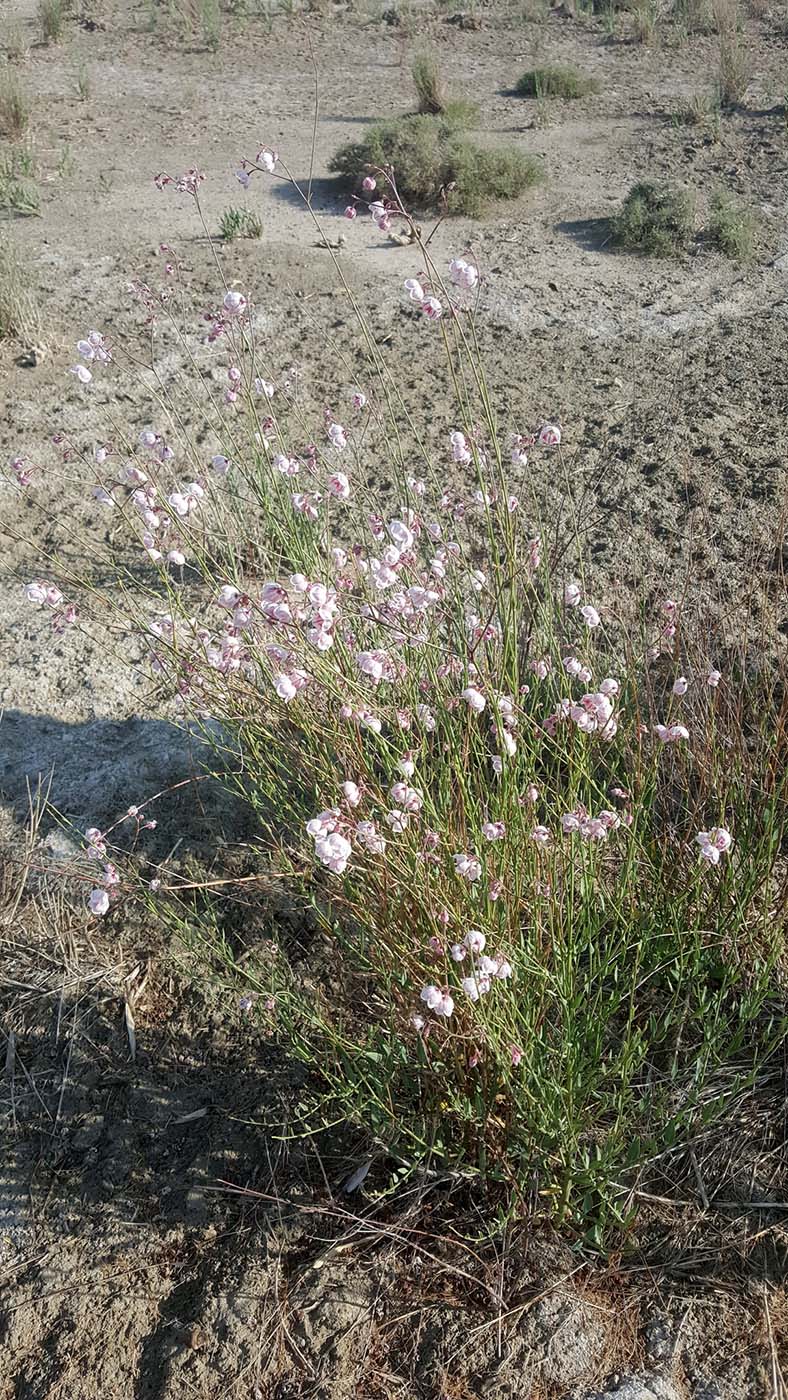 Изображение особи Poacynum pictum.