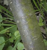 Caragana arborescens. Часть ствола. Ярославская обл., г. Переславль-Залесский, дендрологический парк им. С. Ф. Харитонова, в культуре. 12.06.2022.