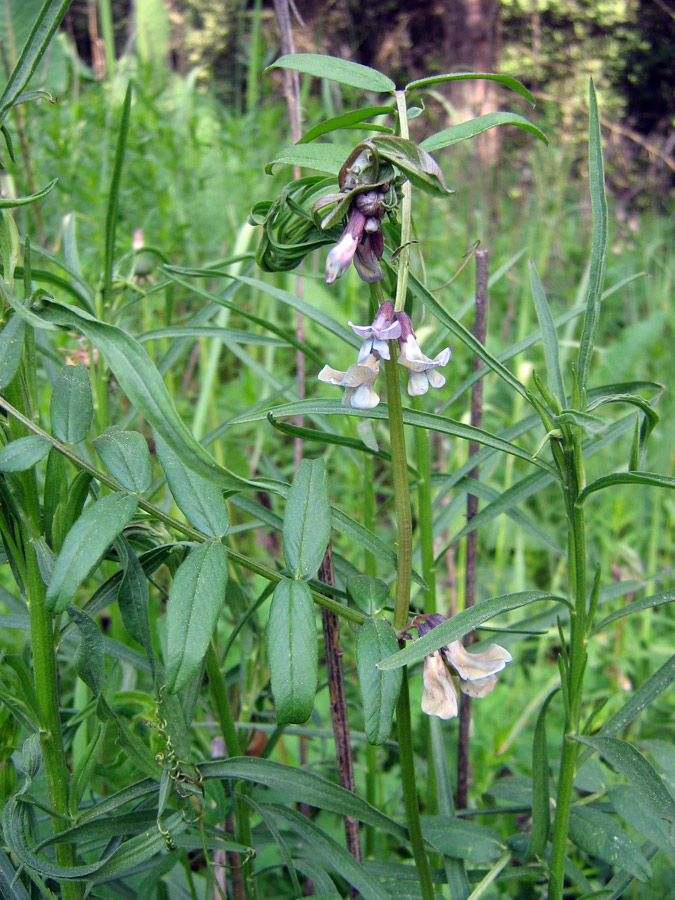 Изображение особи Vicia sepium.