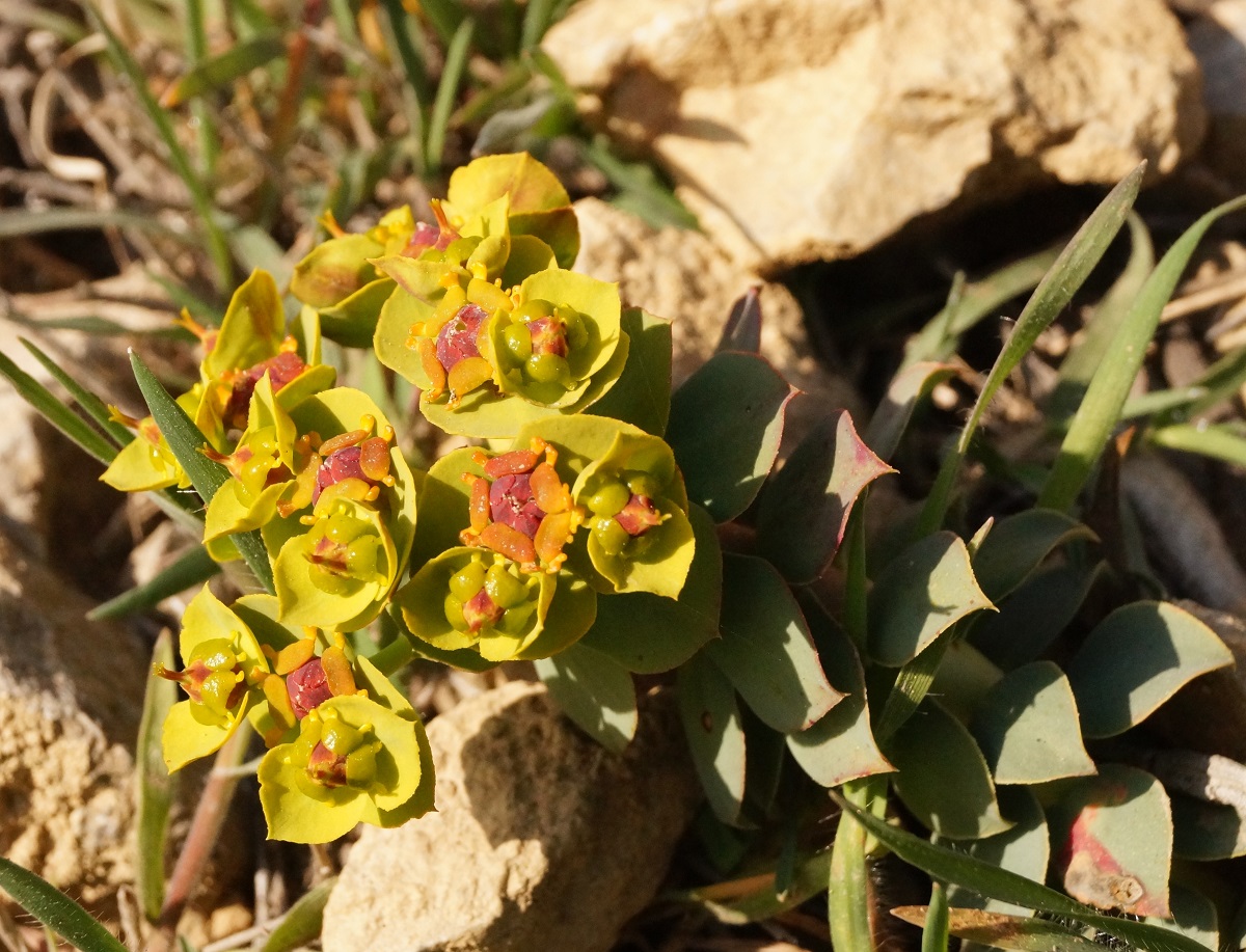 Image of Euphorbia myrsinites specimen.