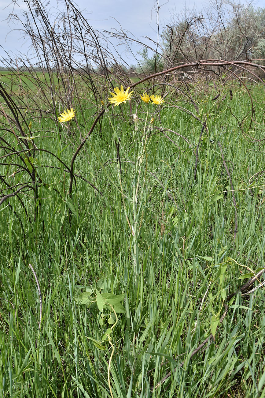 Изображение особи Tragopogon orientalis.