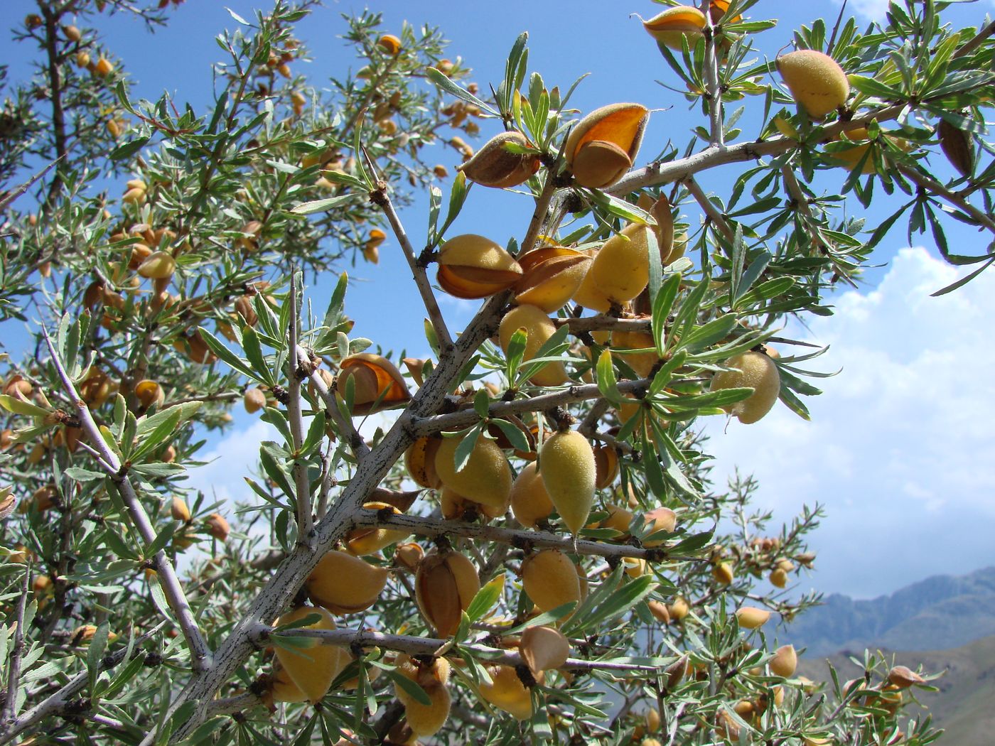 Image of Amygdalus spinosissima specimen.