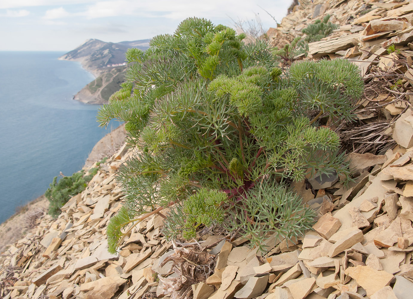 Image of Seseli ponticum specimen.