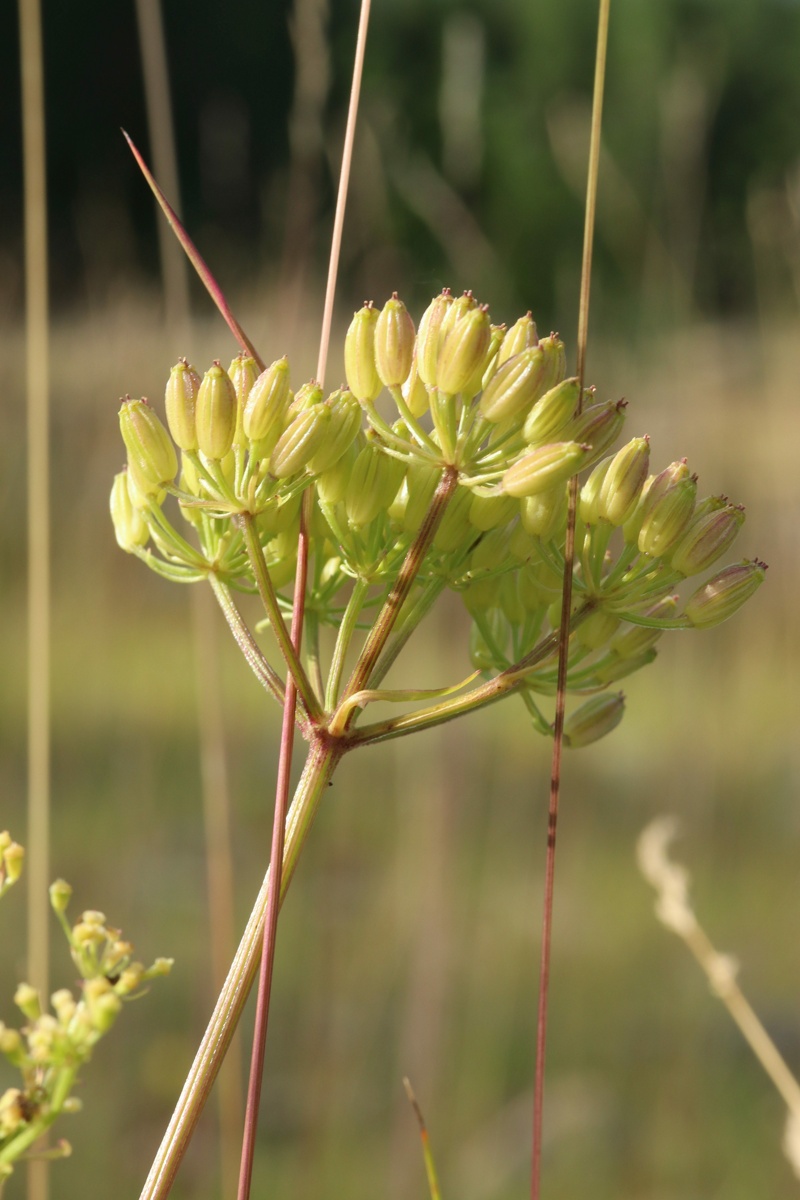 Image of Ligusticum scoticum specimen.