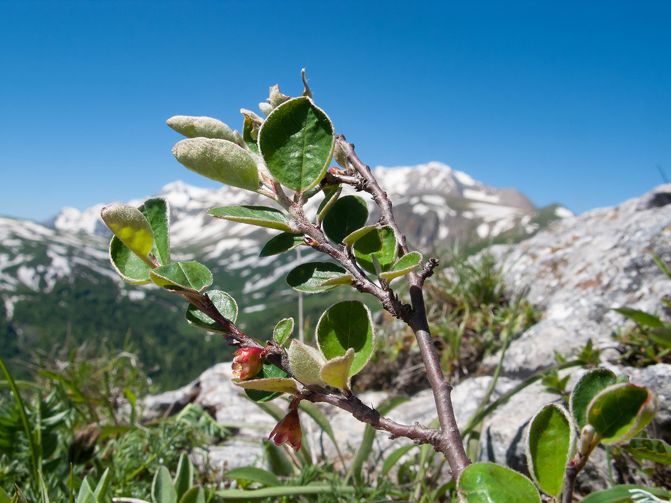 Изображение особи Cotoneaster integerrimus.