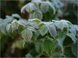 Rubus idaeus. Верхушка побега с листьями, покрытыми утренним инеем. Московская обл., Раменский р-н, окр. дер. Хрипань, садовый участок. 30.09.2010.