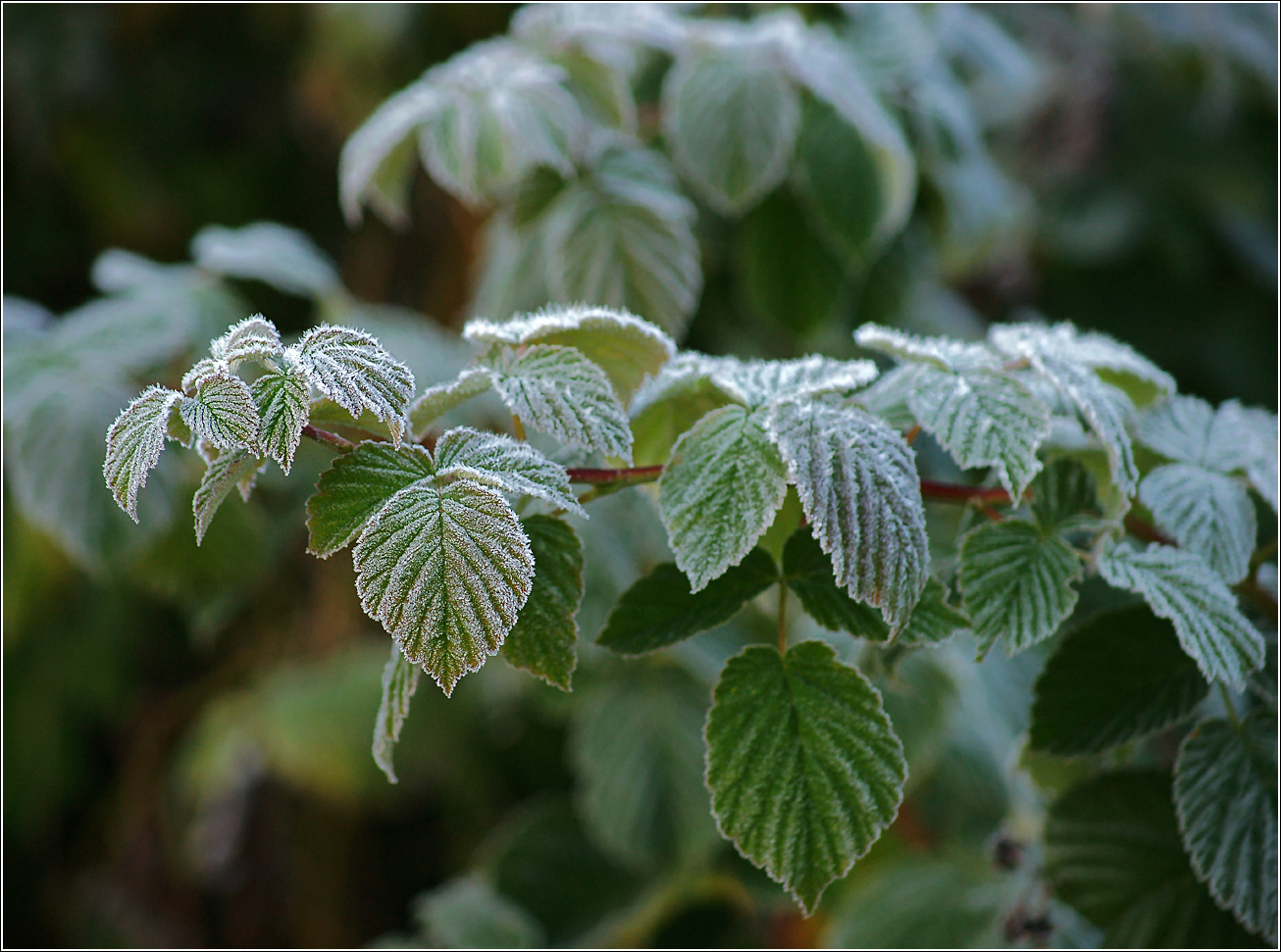 Image of Rubus idaeus specimen.