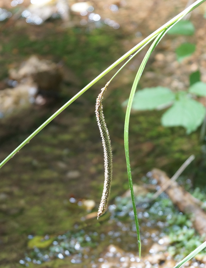 Изображение особи Carex pendula.