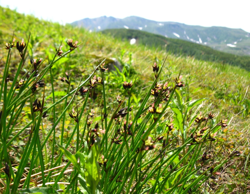 Image of Juncus beringensis specimen.