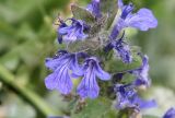 Ajuga genevensis