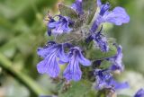 Ajuga genevensis. Цветки. Краснодарский край, м/о Анапа, пос. Витязево, ул. Знойная, газон между дорогой и тротуаром. 29.05.2021.