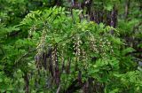 Robinia pseudoacacia