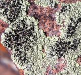 Lecanora argopholis