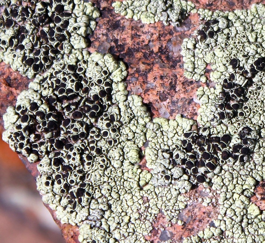 Image of Lecanora argopholis specimen.