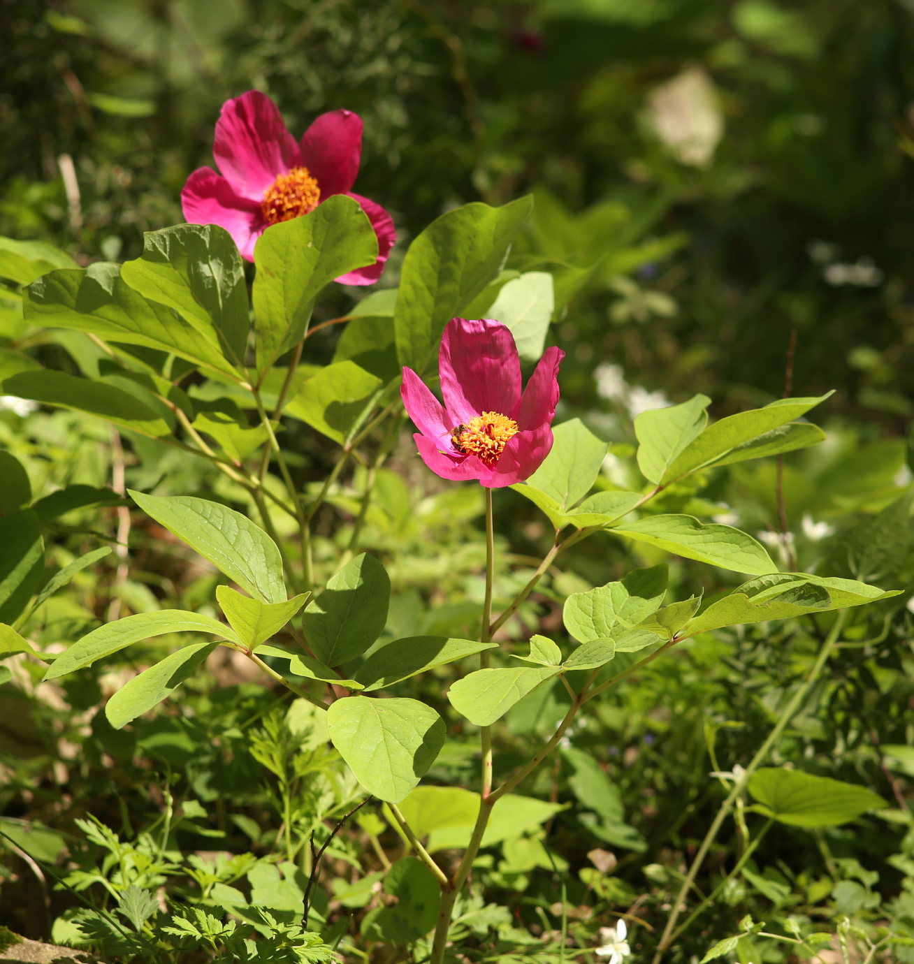 Изображение особи Paeonia caucasica.