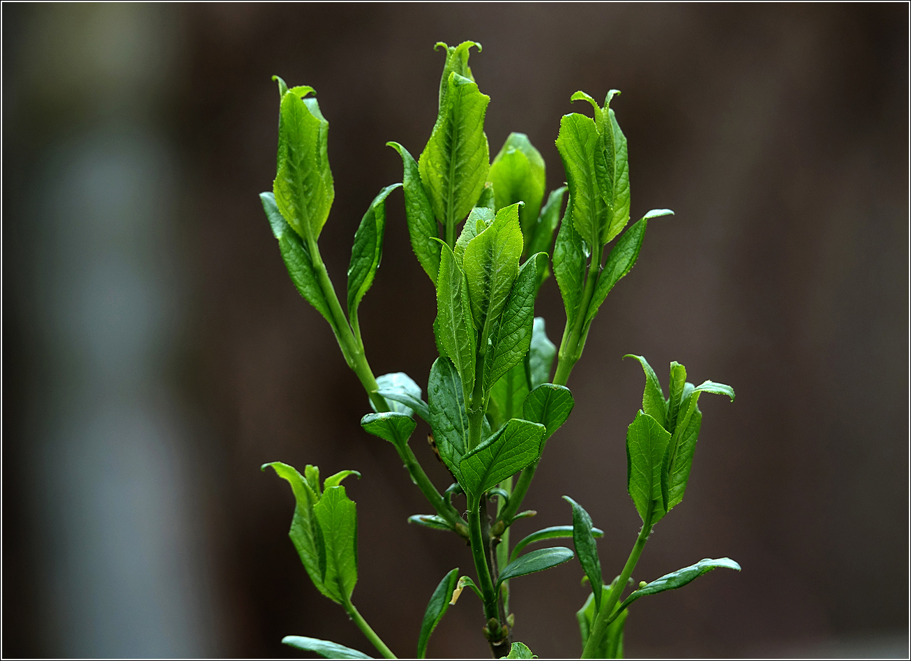 Image of Euonymus europaeus specimen.