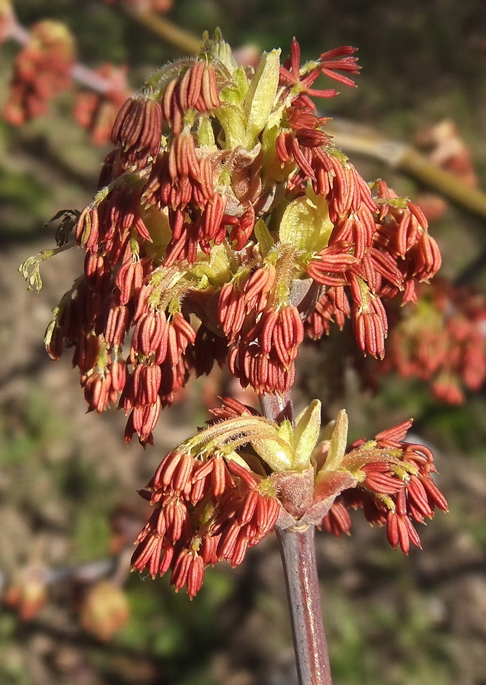 Image of Acer negundo specimen.