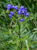 род Delphinium. Верхушка побега с соцветием. Чечня, Веденский р-н, ущелье р. Хулхулау, луговой склон. 25.07.2022.