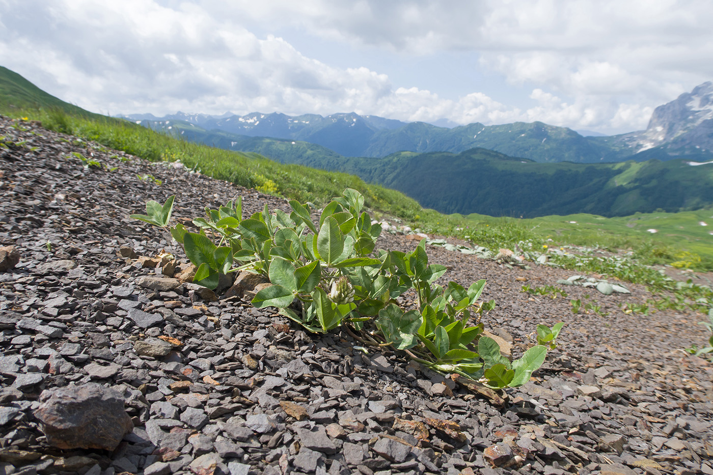 Image of Trifolium ambiguum specimen.