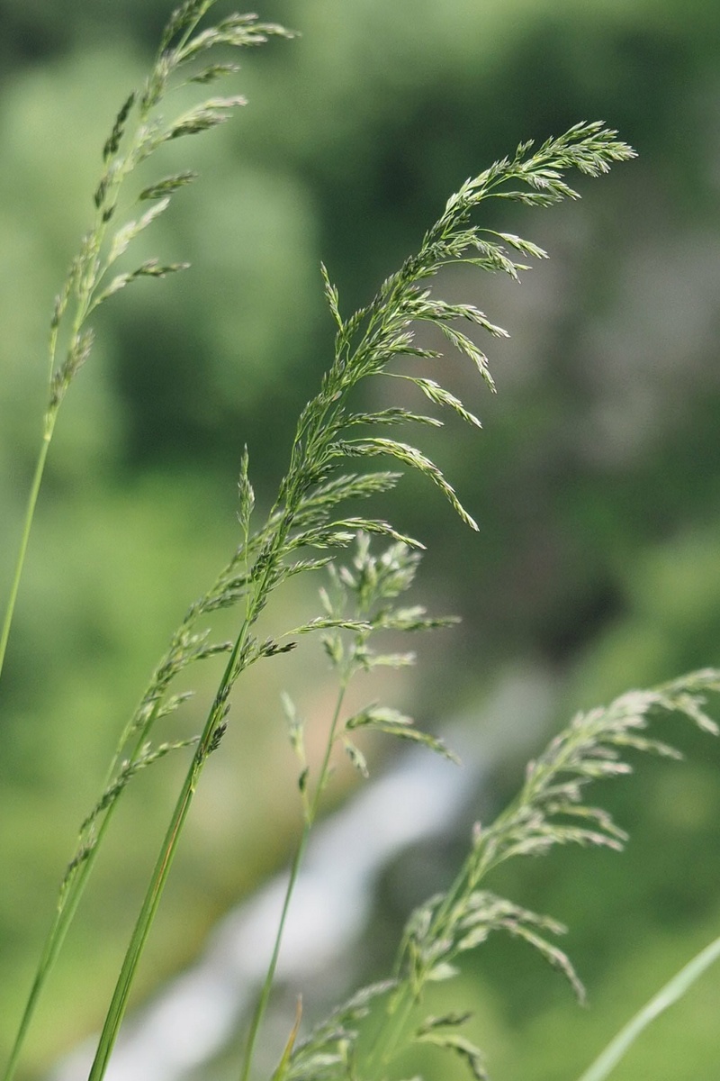 Изображение особи семейство Poaceae.