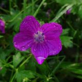 Geranium palustre