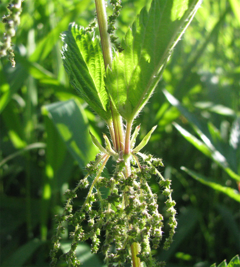 Изображение особи Urtica dioica.