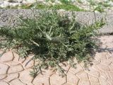 Artemisia serotina. Регенерирующее растение в зимней фазе с крылом муравьиного льва (?). Казахстан, г. Тараз, левый берег долины р. Ушбулак (Карасу), край брусчатки. 22 октября 2023 г.