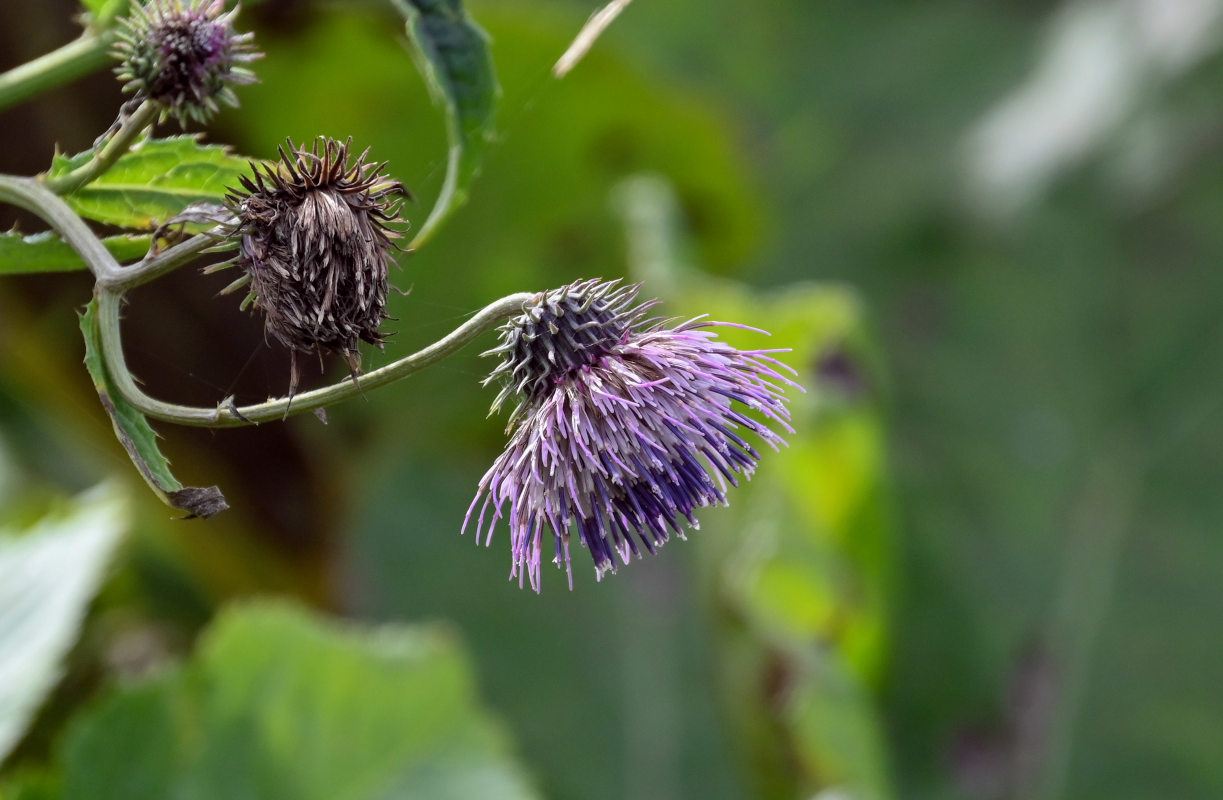 Image of Cirsium kamtschaticum specimen.