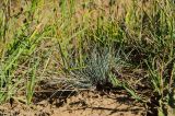 genus Festuca. Отплодоносившее растение. Пермский край, Берёзовский р-н, долина р. Шаква в окр. дер. Карнаухово, в р-не Татарской горы, суходольный луг. 12 августа 2023 г.