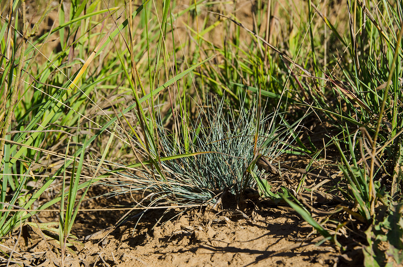 Изображение особи род Festuca.