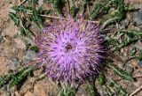 Jurinella subacaulis