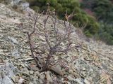 Rhus coriaria