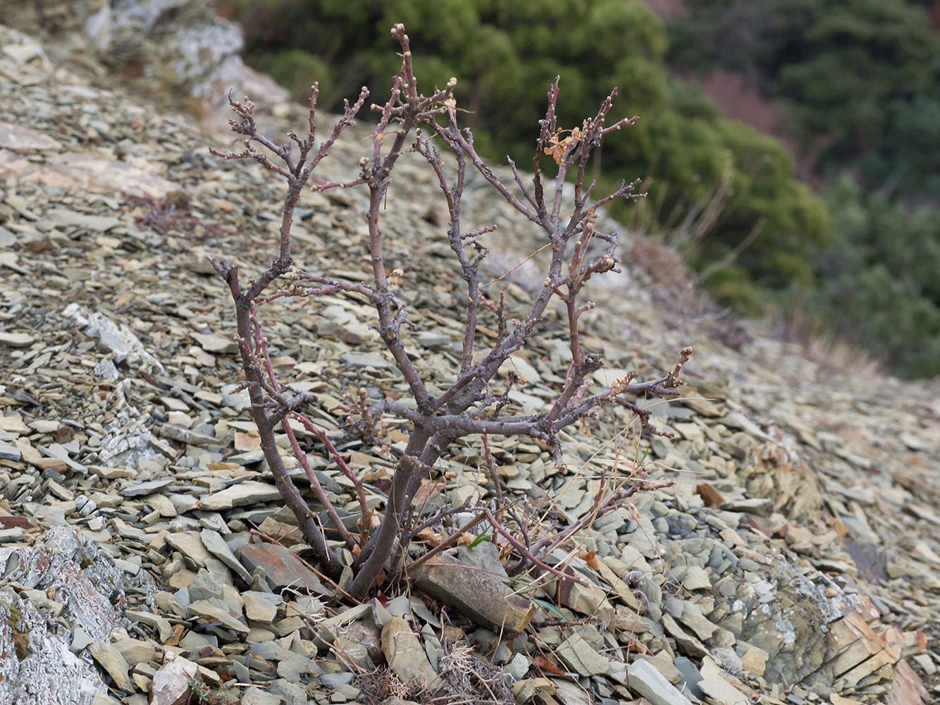 Image of Rhus coriaria specimen.