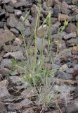 Tragopogon dubius