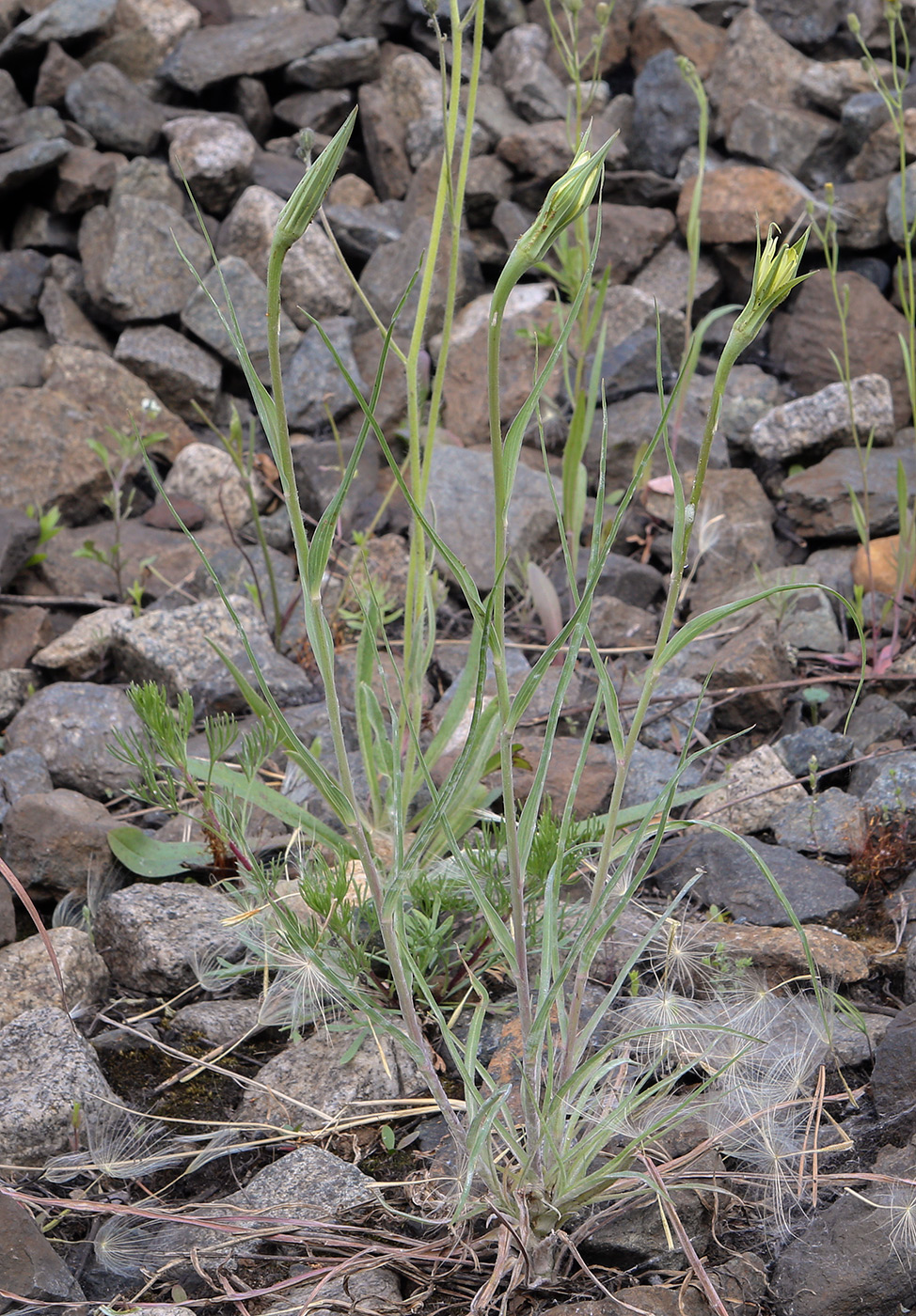 Изображение особи Tragopogon dubius.