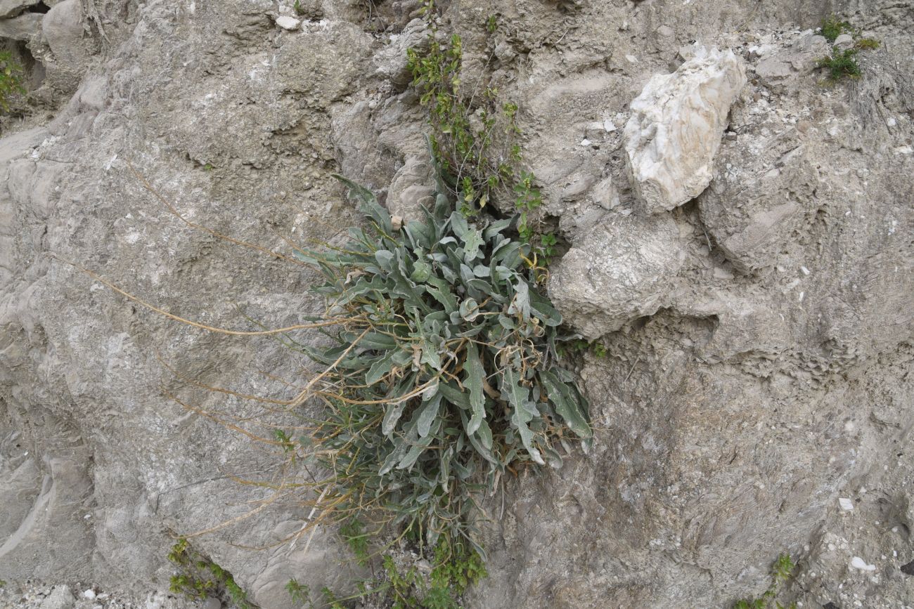 Image of familia Brassicaceae specimen.