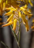 genus Aloe