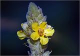 Verbascum thapsus