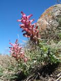 Pedicularis alberti. Цветущее растение. Казахстан, Заилийский Алатау в окр. г. Алматы, ущ. Каскелен, 1850 м н.у.м., склон зап. экспозиции. 1 апреля 2023 г.