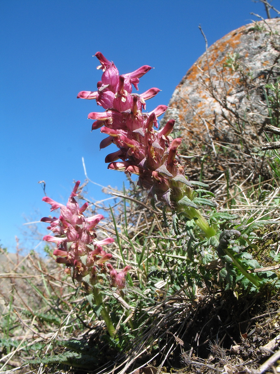 Изображение особи Pedicularis alberti.