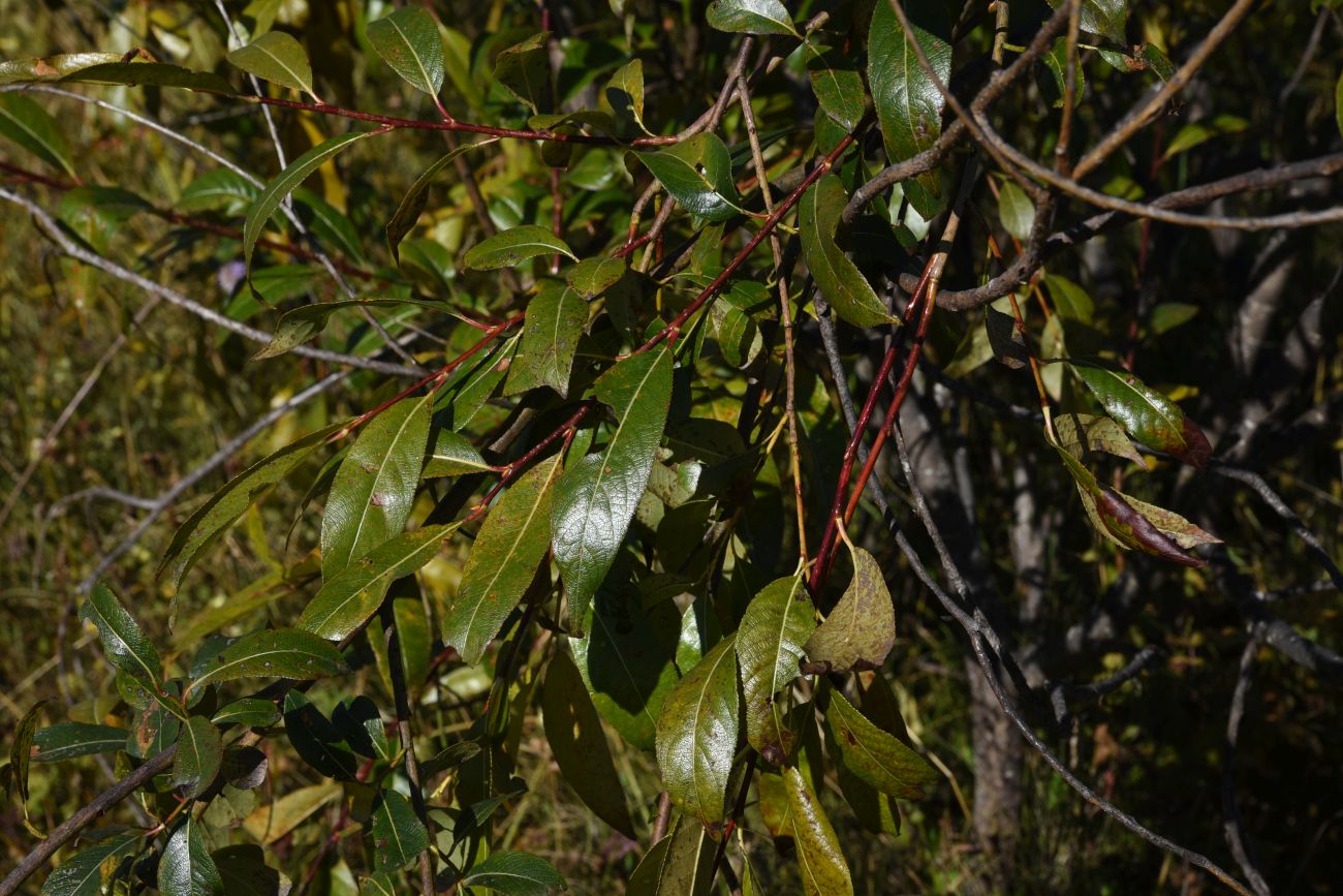 Image of Salix pentandra specimen.