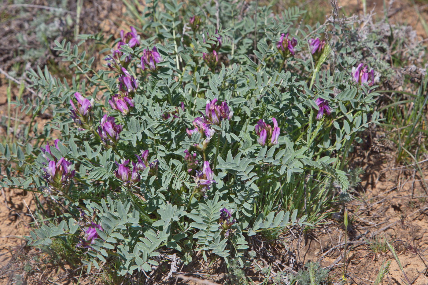 Image of genus Astragalus specimen.