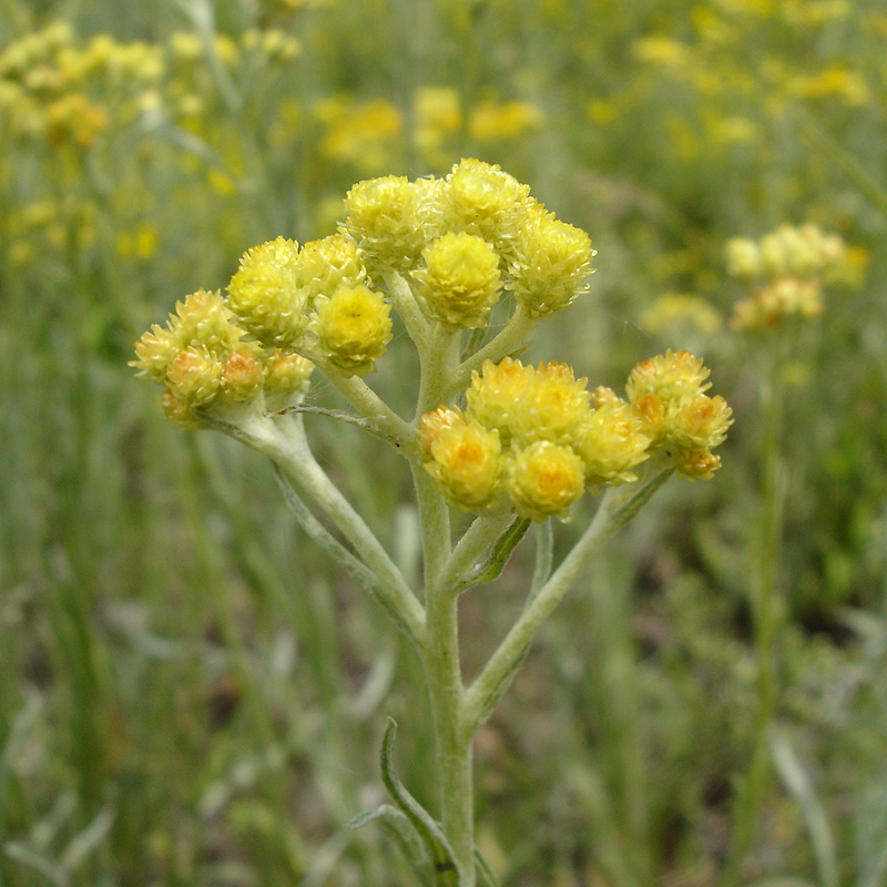 Изображение особи Helichrysum arenarium.