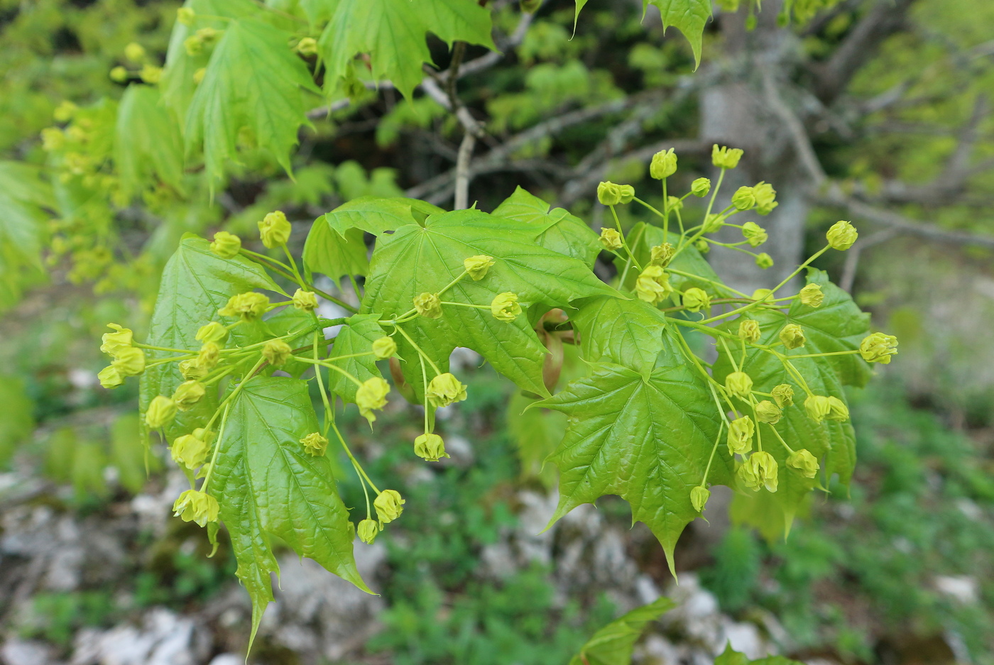 Image of Acer trautvetteri specimen.