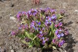 Pulmonaria mollis