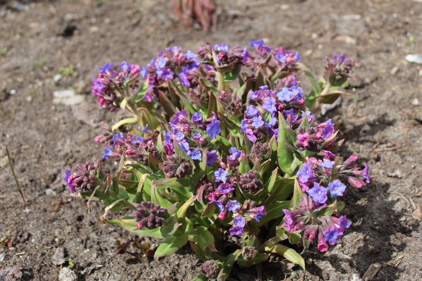 Изображение особи Pulmonaria mollis.